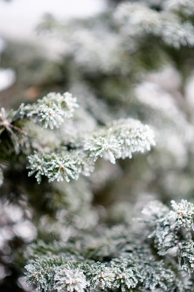 Árbol Congelado Bosque Invierno — Foto de Stock