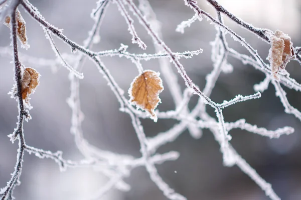 Gefrorener Baum Winterwald — Stockfoto