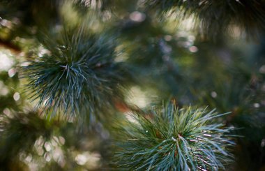 Ağaca yakın görünümün köknar dalları