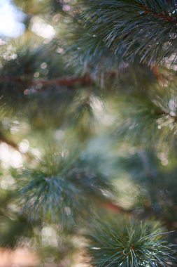 Ağaca yakın görünümün köknar dalları