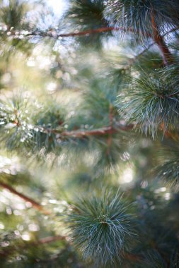 Ağaca yakın görünümün köknar dalları