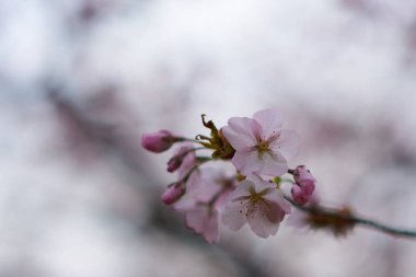 Pembe çiçeğin makro görünümü