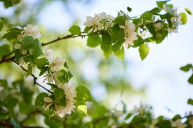 Bahçedeki beyaz kiraz ağacı