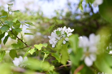 Bahçedeki beyaz kiraz ağacı