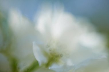 elma çiçeğinin makro görünümü