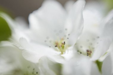 elma çiçeğinin makro görünümü