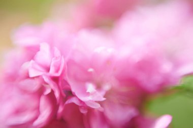 güzel çiçek yaprakları makro manzara 