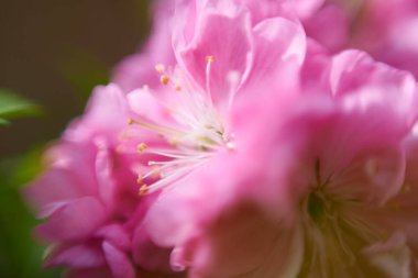 güzel çiçek yaprakları makro manzara 