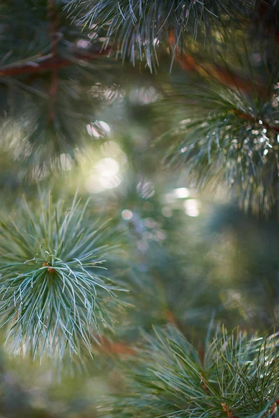 Gran Grenar Träd Närbild — Stockfoto