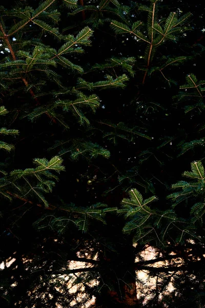 Κλαδιά Ελάτης Του Δέντρου Προβολή Close — Φωτογραφία Αρχείου
