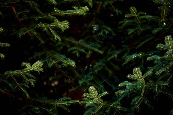 Tannenzweige Von Baum Nahaufnahme — Stockfoto