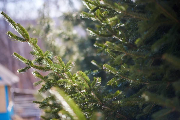 Tannenzweige Von Baum Nahaufnahme — Stockfoto