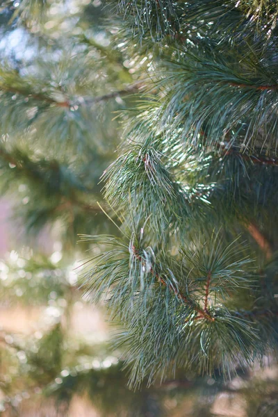 Jedlové Větve Detailního Pohledu Strom — Stock fotografie