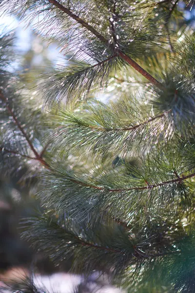 Sparren Takken Van Boom Close Zicht — Stockfoto