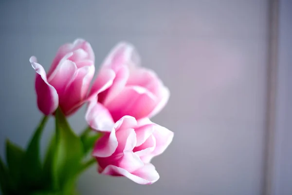 Ramo Con Tulipanes Rosados Sobre Fondo Gris —  Fotos de Stock