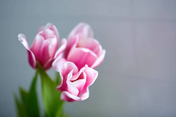带粉色郁金香的花 灰色背景 — 图库照片