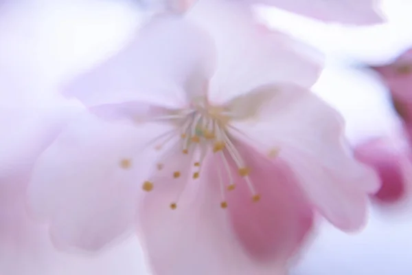 Macro View Pink Flower — Stock Photo, Image