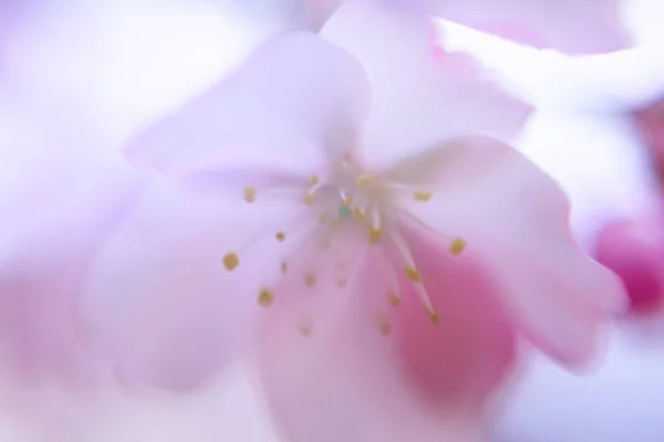 Makro Widok Różowy Kwiat — Zdjęcie stockowe