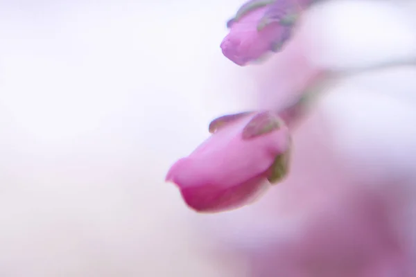 Macro View Pink Flower — Stock Photo, Image