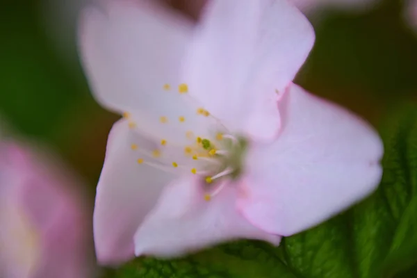 Macro Vista Flor Rosa — Fotografia de Stock