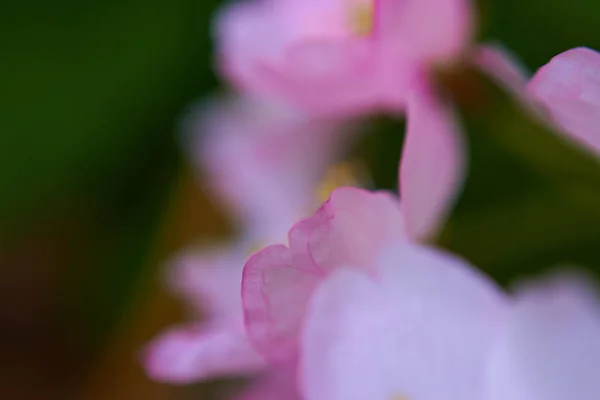 Makro Ansicht Der Rosa Blume — Stockfoto