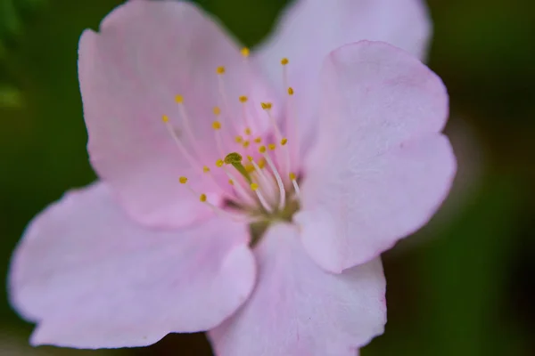 Macro Vista Flor Rosa — Fotografia de Stock