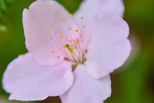 Macro Vista Flor Rosa — Fotografia de Stock
