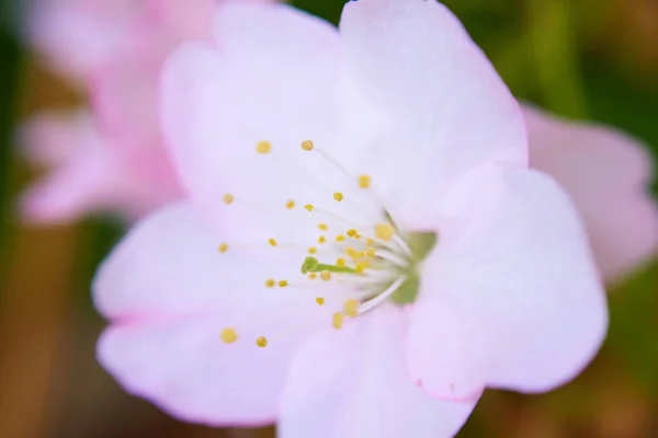 粉红花宏观视图 — 图库照片