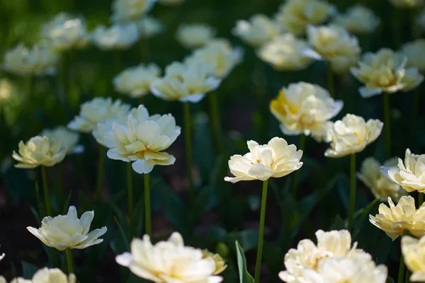 Tulipas Brancas Jardim Vista Close — Fotografia de Stock