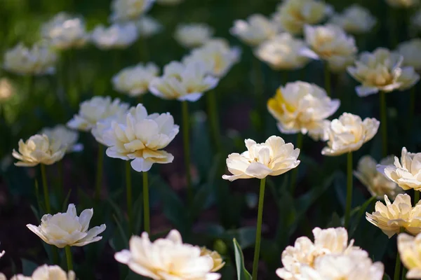 White Tulips Garden Close View — Stock Photo, Image