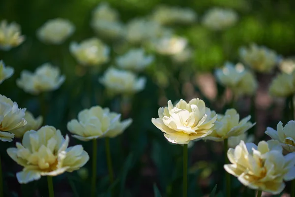 Fehér Tulipán Kertben Közelkép — Stock Fotó