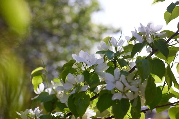 Kirschbaum Garten — Stockfoto