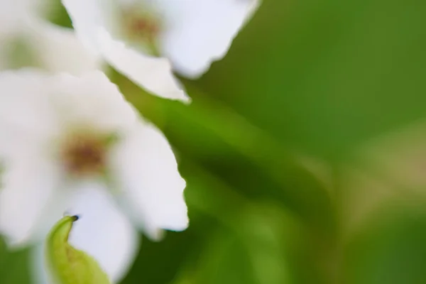 苹果花宏观视图 — 图库照片