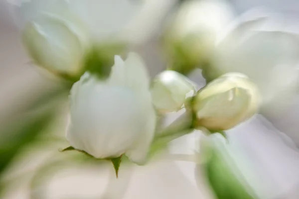 Macro Vista Flor Manzana —  Fotos de Stock