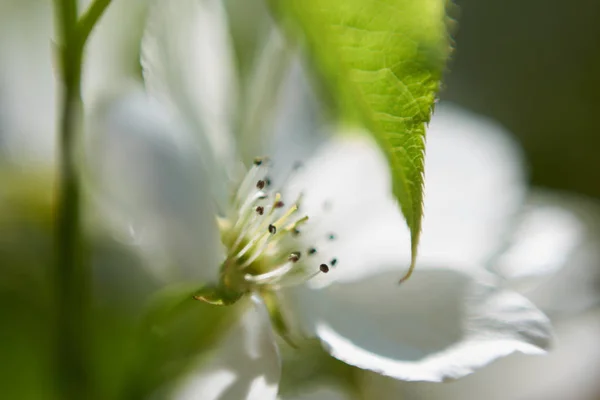 Macro Vue Fleur Pomme — Photo