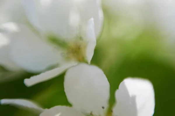 Macro Vista Flor Maçã — Fotografia de Stock