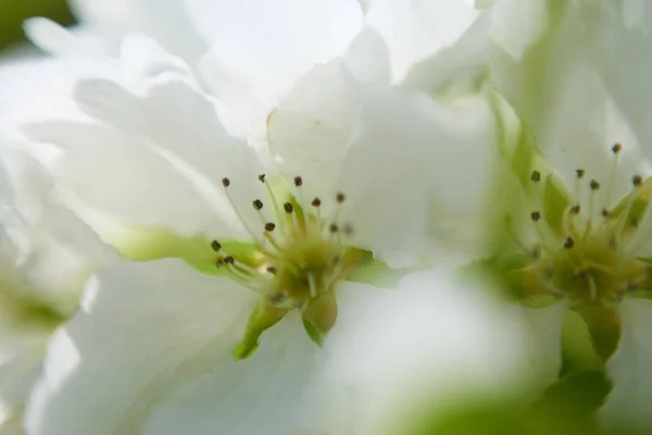 Macro Vue Fleur Pomme — Photo