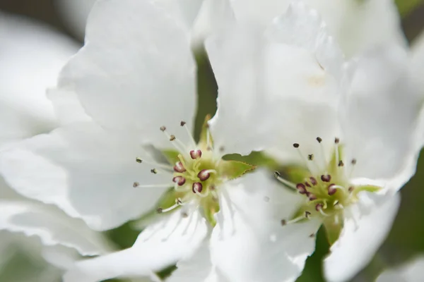 Macro Vista Flor Maçã — Fotografia de Stock