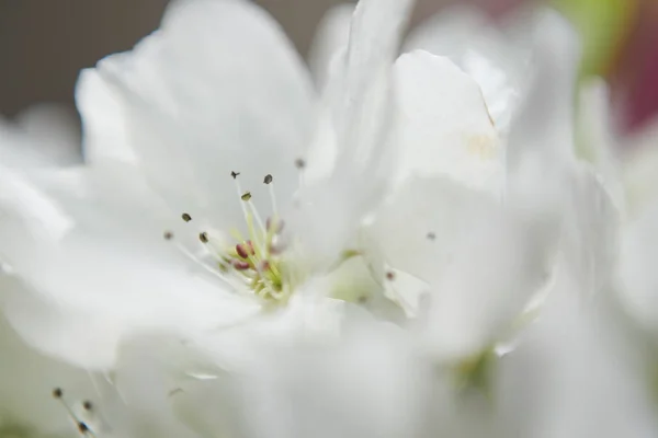 苹果花宏观视图 — 图库照片