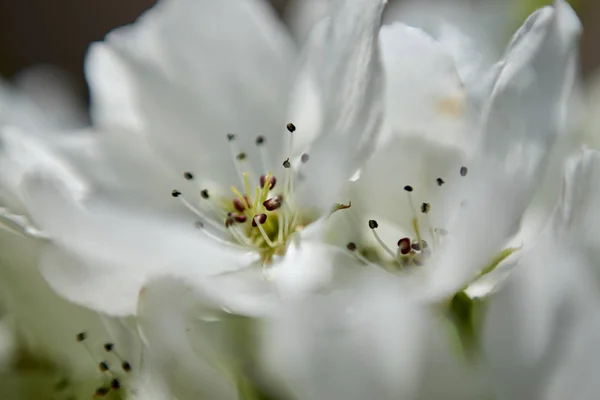 苹果花宏观视图 — 图库照片