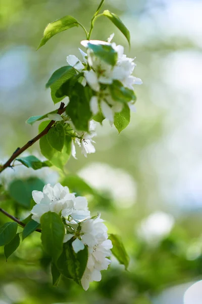 Makroaufnahme Der Apfelblüte — Stockfoto