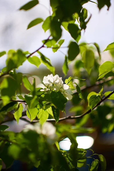 Macro Vue Fleur Pomme — Photo