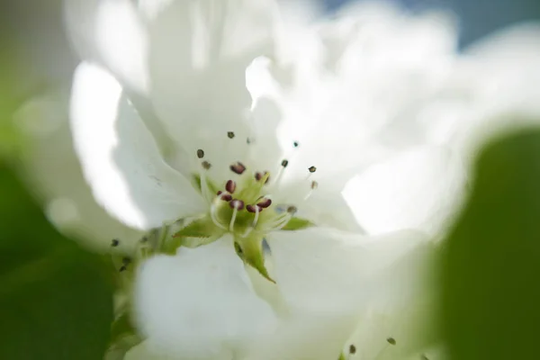 Macro Vue Fleur Pomme — Photo