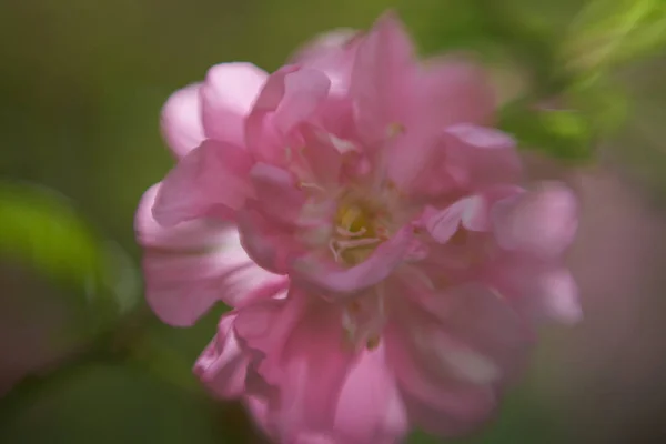 Hermosa Flor Pétalos Macro Vista —  Fotos de Stock