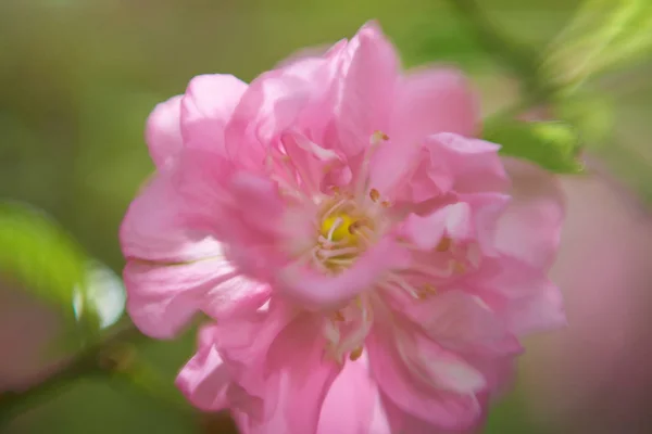 Bela Pétalas Flores Vista Macro — Fotografia de Stock