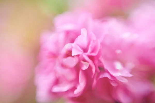 Piękne Płatki Kwiatów Widok Makro — Zdjęcie stockowe