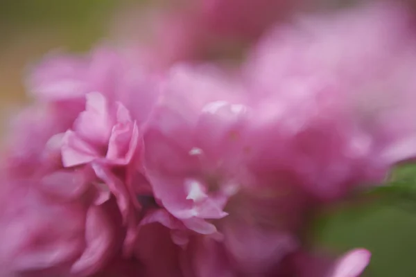 Beautiful Flower Petals Macro View — Stock Photo, Image