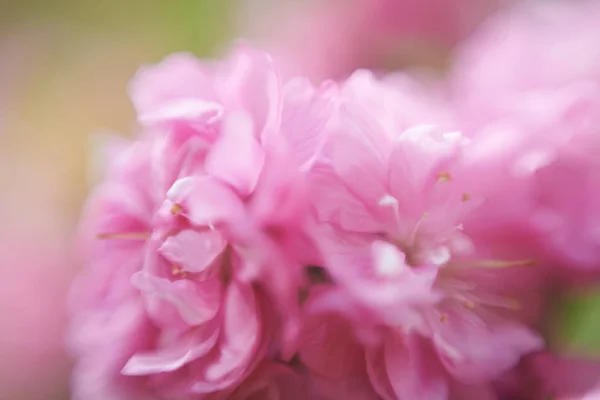 Beautiful Flower Petals Macro View — Stock Photo, Image