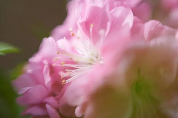 Beautiful Flower Petals Macro View — Stock Photo, Image