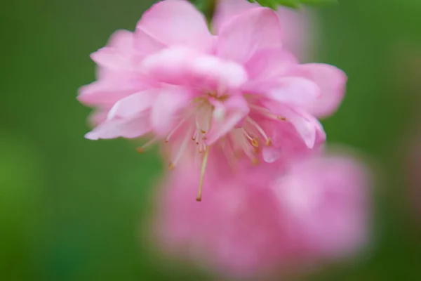 美丽的花瓣宏观视图 — 图库照片